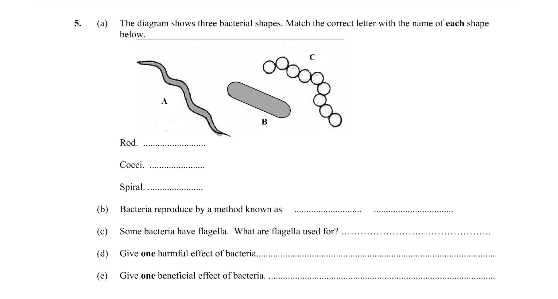 Bacteria Viruses Fungi Protista | Biology | Examly