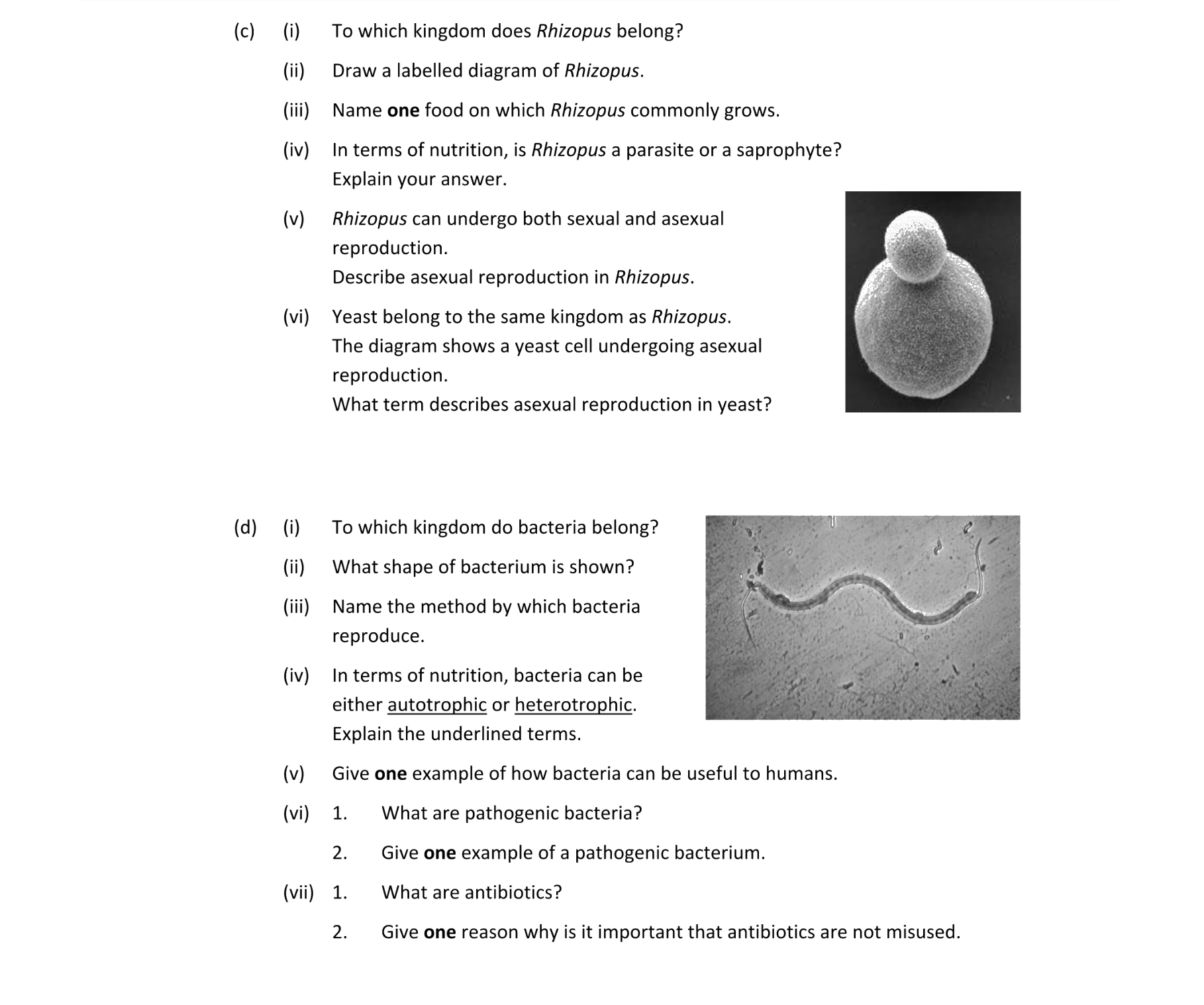 Bacteria Viruses Fungi Protista | Biology | Examly